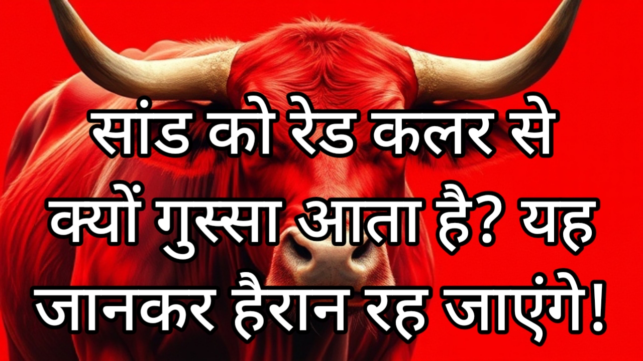 सांड को लाल कलर से क्यों गुस्सा आता है? यह जानकर हैरान रह जाएंगे!