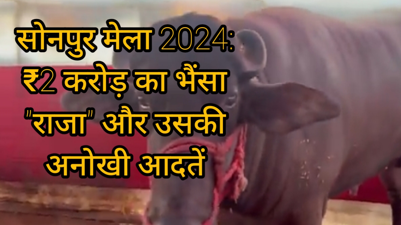 सोनपुर मेला 2024: ₹2 करोड़ का भैंसा “राजा” और उसकी अनोखी आदतें